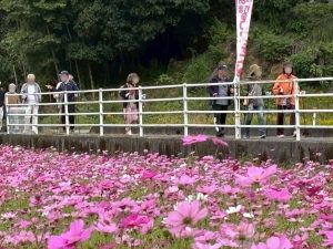 コスモスウォーキング 綺麗な満開のコスモスを眺めながら約3kmの道のりを歩きます。