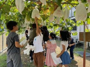 シャインマスカットの収穫 地域の方々が園庭で育ててくださった様々な果物や野菜を放課後子ども教室の皆さんと一緒に収穫しています。